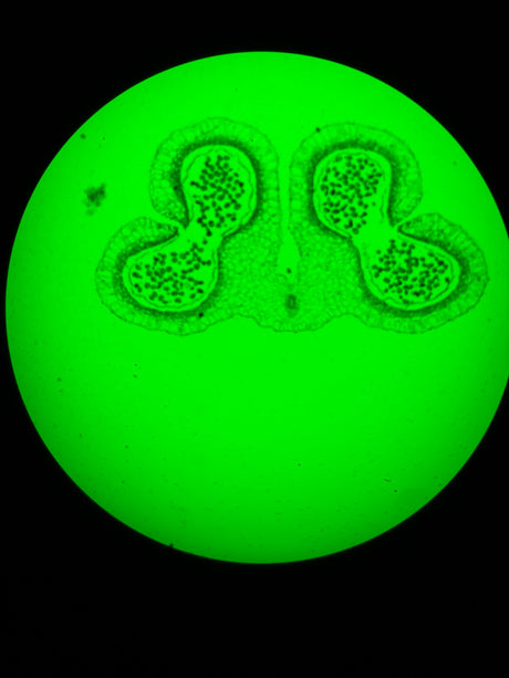 Leica DM4 B Upright Fluorescence Microscope - Image 14