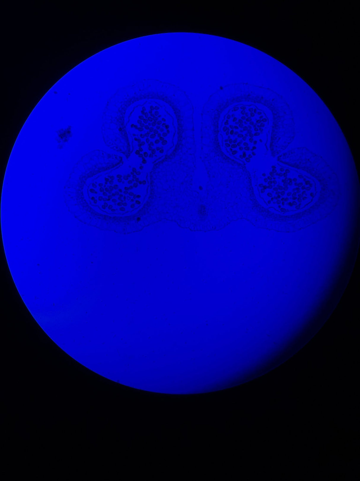 Leica DM4 B Upright Fluorescence Microscope - Image 15
