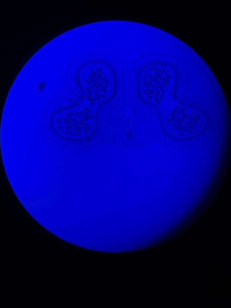 Leica DM4 B Upright Fluorescence Microscope - Image 15