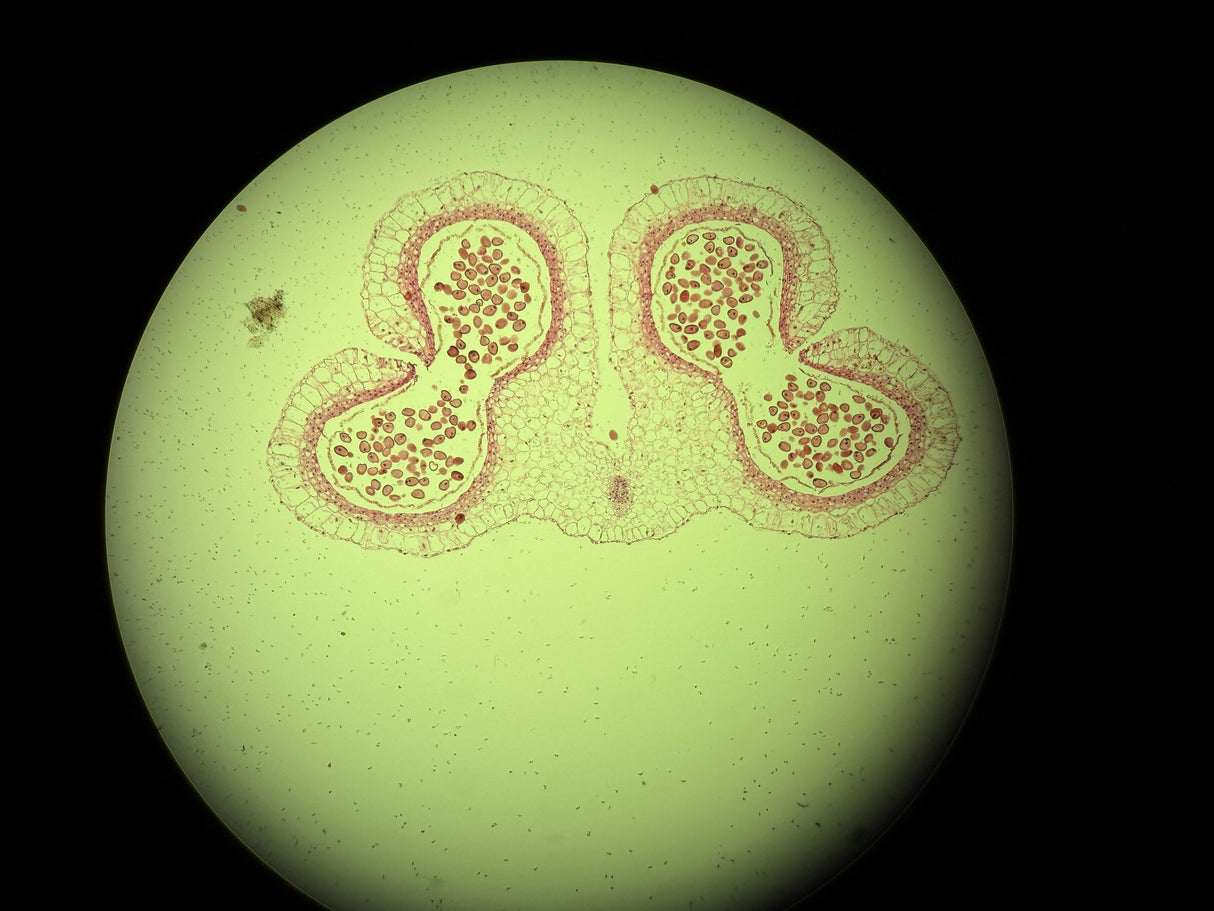 Leica DM4 B Upright Fluorescence Microscope - Image 16