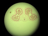 Leica DM4 B Upright Fluorescence Microscope - Image 16