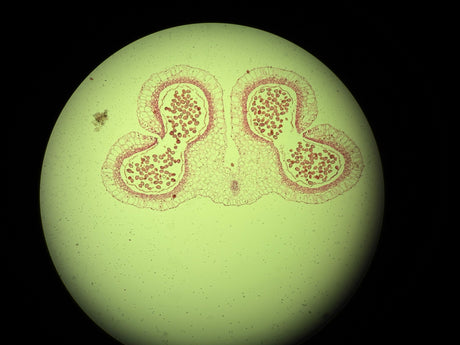 Leica DM4 B Upright Fluorescence Microscope - Image 16
