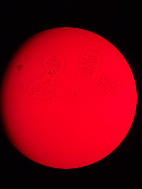 Leica DM4 B Upright Fluorescence Microscope - Image 17
